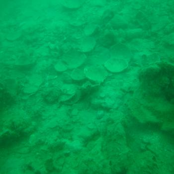 Ceramic shards found on the Belitung wreck site
