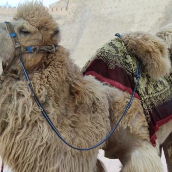 Camel outside Zindan in Bukhara
