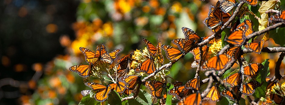 © Shutterstock.com Mariposa Monarca Biosphere Reserve, Mexico. © Shutterstock.com